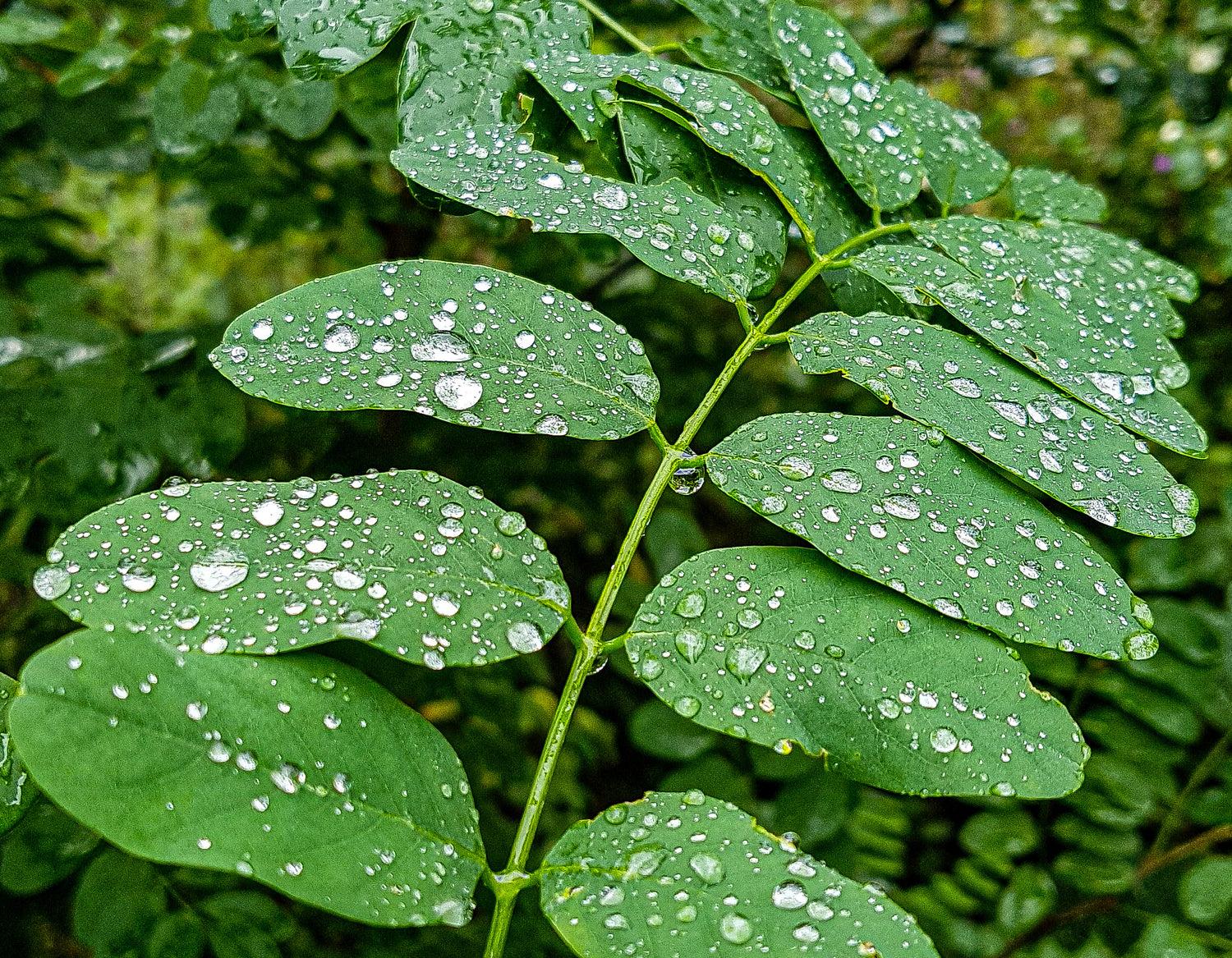 Grüne Akazienfaser Blätter mit Wassertropfen nach dem Regen, Nahaufnahme, frisches und lebendiges Naturmotiv mit klaren Details